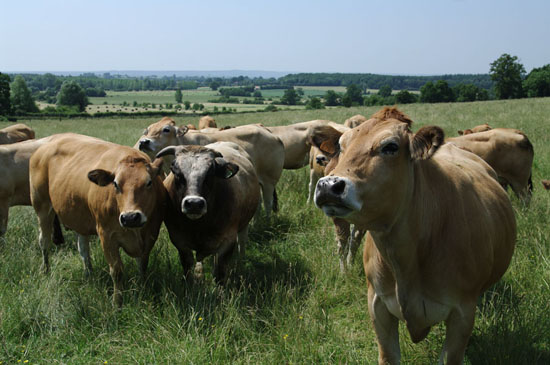 Une alimentation soignée des vaches Parthenaises